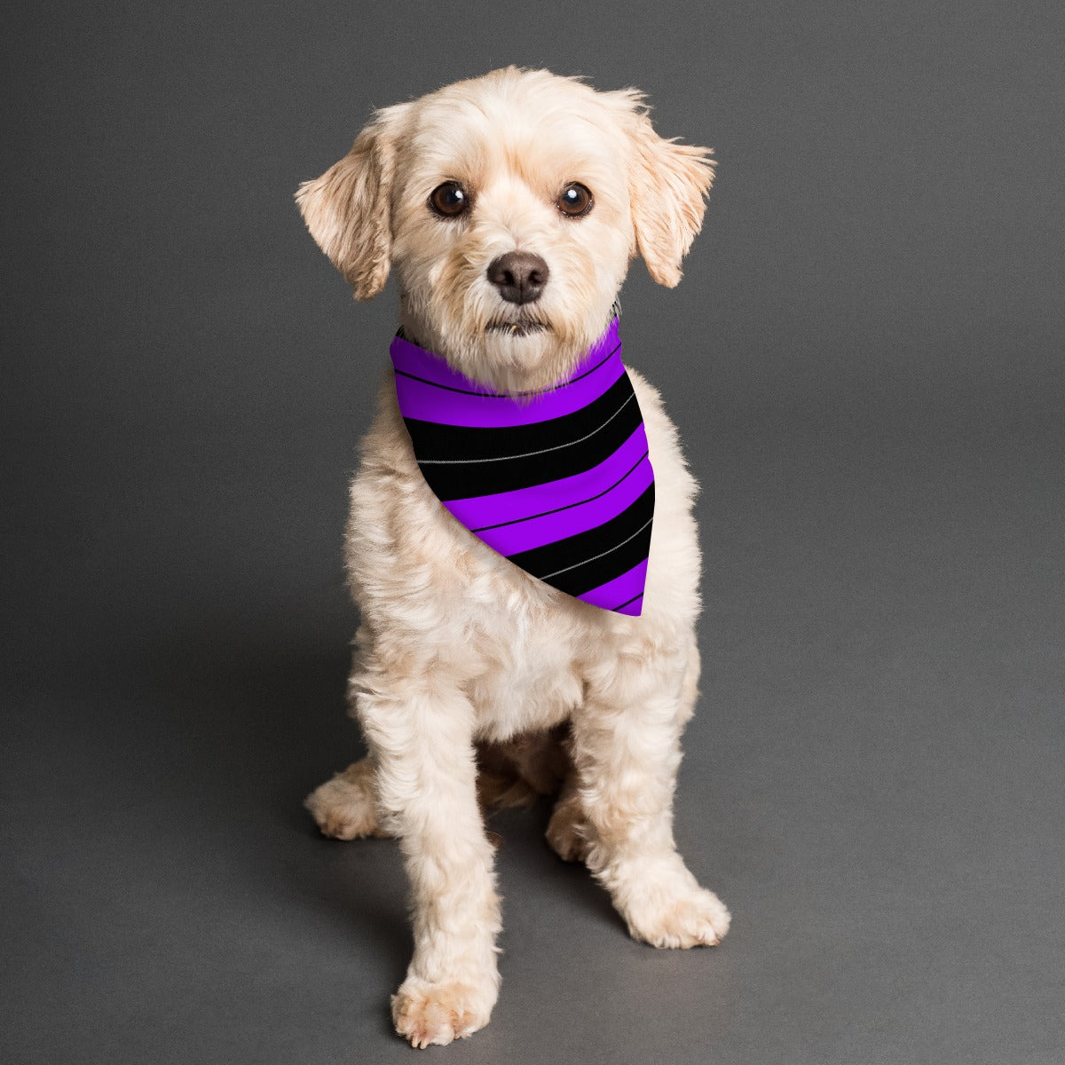 Purple Pet's Scarf